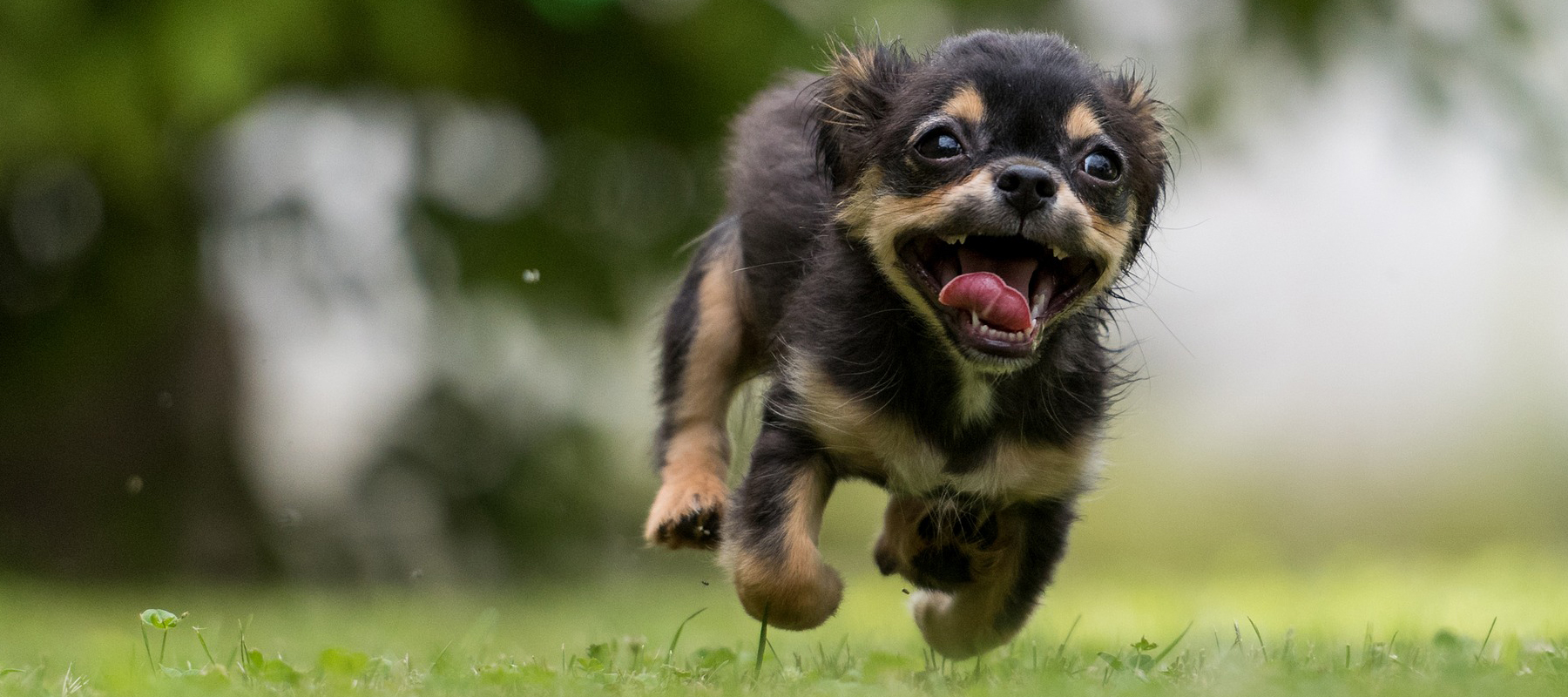 Happy Dogs at love em and leave em pet sitting